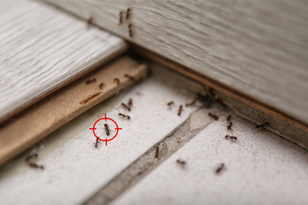 Insect Control in Denton, MD